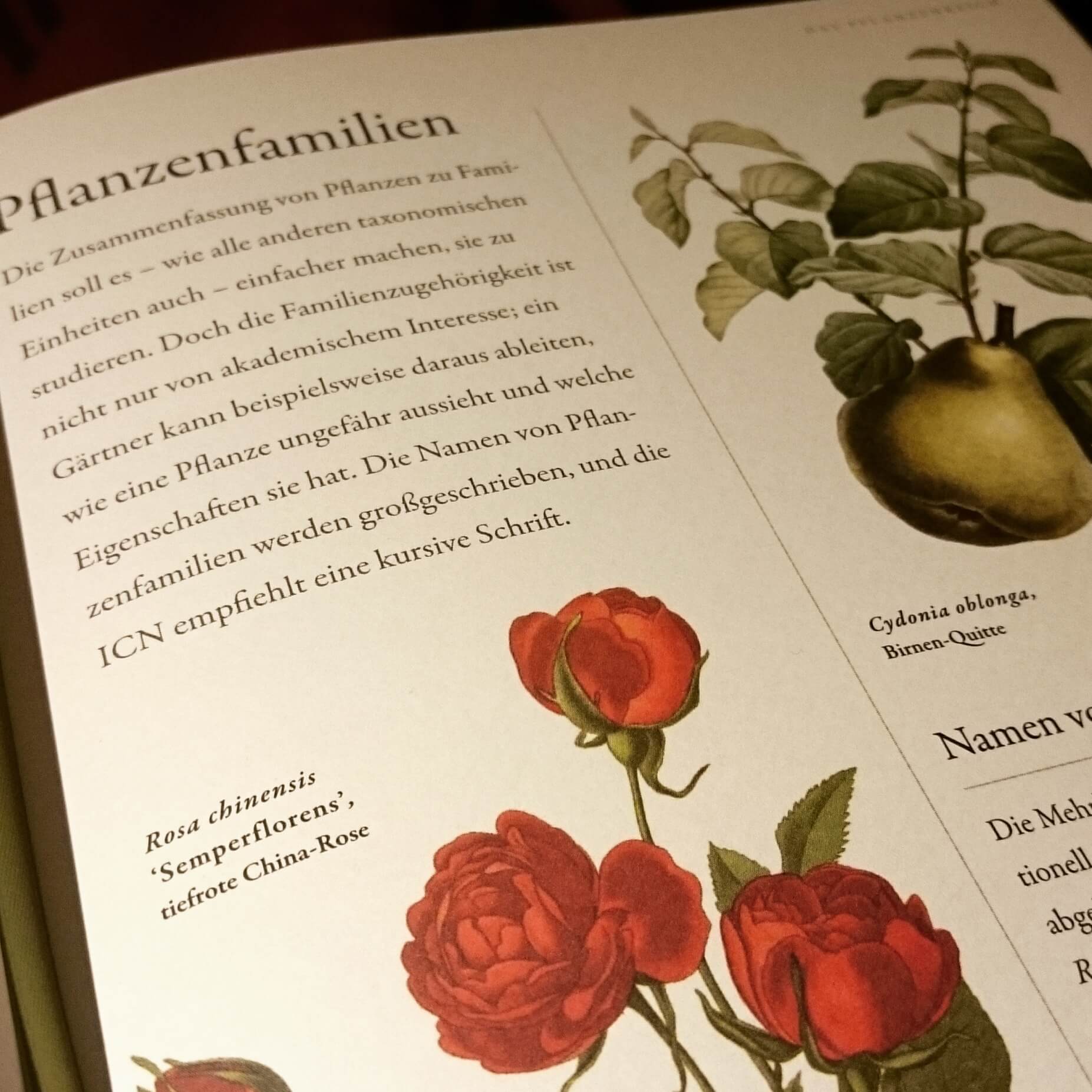 Botanik für Gärtner GartenbuchTipp