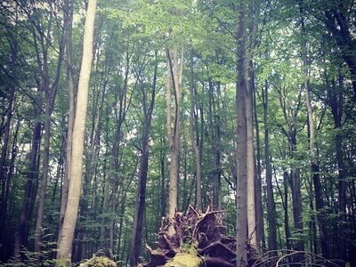 Wandern im Hainich Buchenwald