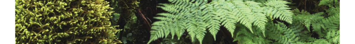 Naturbeobachtung: Das verborgene Leben des Waldes von David G. Haskell