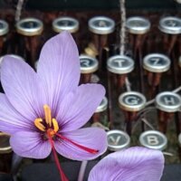 Alle rezensionen und buchtipps auf meinem Buch-Blog. Bild: Safranblüte vor alter Schreibmaschinentastatur