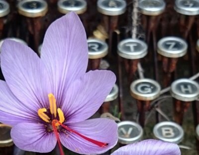 Alle rezensionen und buchtipps auf meinem Buch-Blog. Bild: Safranblüte vor alter Schreibmaschinentastatur