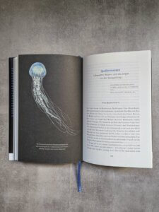 Doppelseite aus dem Buch von Dagmar Röhrlich: Medusa. Die geheimnisvolle Welt der Quallen. Die Illustration zeigt eine blau schimmernde Qualle mit sehr langen Tentakeln